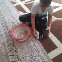 خرگوش