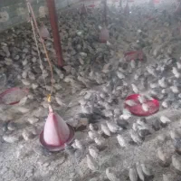 بلدرچین تخم گذار ۴۵روزه