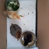 جوجه