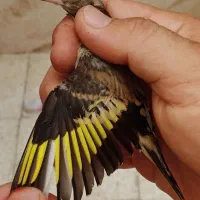 جوجه سهره شاه تخم نر منطقه زنجان گردن کلفت