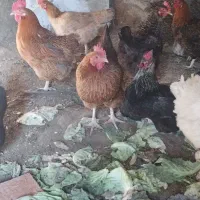 مرغ و خروس و جوجه محلی