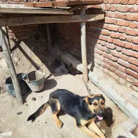 سگ ژرمن|سگ|بناب, |دیوار