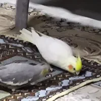 عروس هلندی گمشده