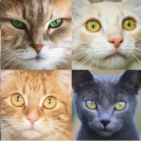 یک عدد گربه پرشین*دی اس اچ پیدا شده