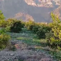 فروش باغ، درشهرخوش آب وهوای فارغان