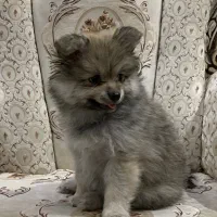 توله سگ پامر