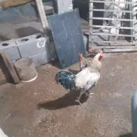 مرغ وخروس محلی تخمگذار