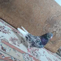 هفترنگ‌دم سفید نر