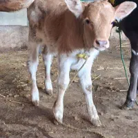 ورزا کوله شیر خوار چالوسی