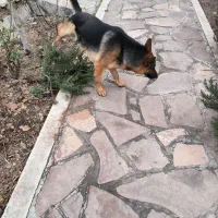 سگ ژرمن اصیل