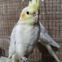 جوجه عروس هلندی