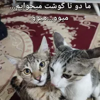 واگذاری دو عدد بچه گربه کیوتی (رایگان)