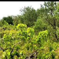 باغ 2000 متری انگور با سهمیه آب