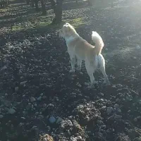 سگ نگهبان