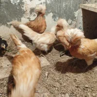 نمیچه و جوجه پولند و جاپنیز باکیفیت قیمت مناسب