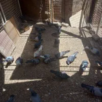 کبوتر سبز وزاغ سبز