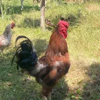 خروس ۲ عدد گردن لخت و ۴۰ تاج
