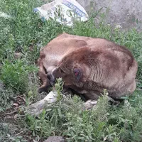 سگ سرابی میکس