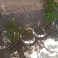گل و گلدون کاکتوس همش ۱۲۰۰