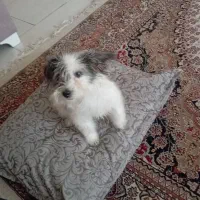 واگذاری سگ ماده