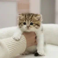 بریتیش بایکالر