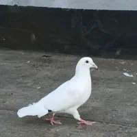 تابلو نقاشی طرح ک ف تر