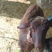 بره نر