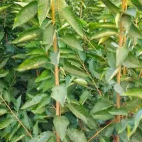 گیلاس گلابی درگزی زود رس آلبالو فرهنگی گردو خوشه