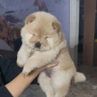 توله چاو چاو