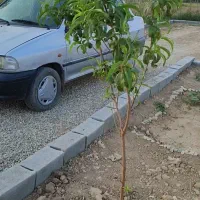باغچه شهرک امام حسین