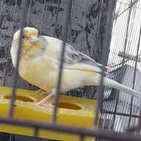 قناری ماده ونرجوجه سال ابلغ کشیده