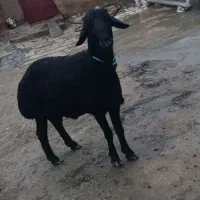 قوچ دودندان