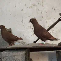 کبوتر سرخ دم سفید