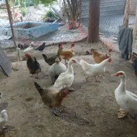 مرغ و خروس  شهرستانی اصل