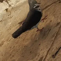 کفتر