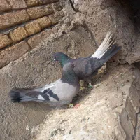 کفتر پور
