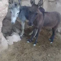 دو عدد خر نر و ماده