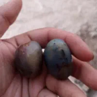 مهره سلیمانی
