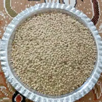 عدس محلی امسال کارزان