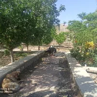 سرایدار و باغبان