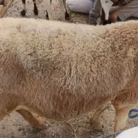 ​قوچ. بره نژاد شکاری سنگین وزن  (مناسب ذبح و داشت