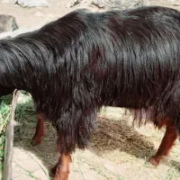 بیگ نر قیمت ۱۱۵۰۰ مقطوع
