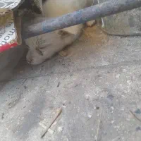 توله سگ شیتزو رایگان