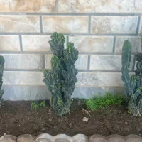 فروش کاکتوس صخره ای