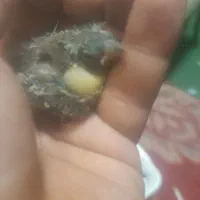 جوجه سهره متولد قفس جوجه سهره قناری