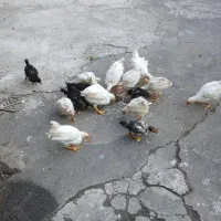 جوجه محلی اصیل گیلانی و گوشتی