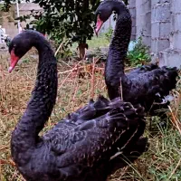 ایام سمانی.ویاندوت.سبرایت.لوهمن
