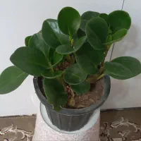 گل وگیاه