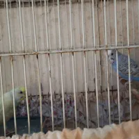 یک جفت مرغ عشق سرحال
