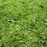انواع سبزی موجود است